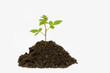 sprout