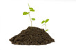 sprout