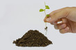 sprout