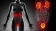 Female URINARY ORGANS anatomy in detail x-ray loop