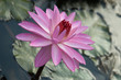 Water lily