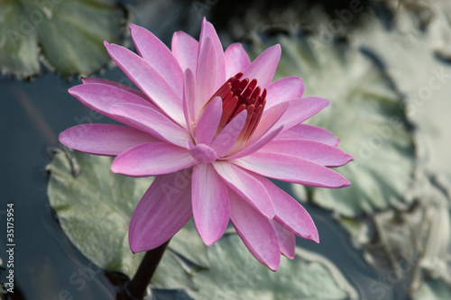 Photo: Water lily Water lily