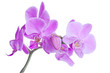 Orchids