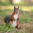 Curious squirrel