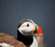 Puffin