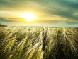 Wheat