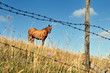 Cavallo solitario al pascolo