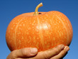 hand with pumpkin hand with pumpkin