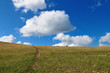 Sentiero su pascolo di montagna