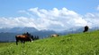 Video: Cows on a pasture Cows on a pasture