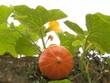 Courge
