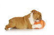 playful puppy
