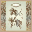 Vintage grape elements for wine label, menu, print material