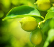 Growing Organic Lemons Growing Organic Lemons