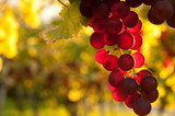 Weinreben 11.87 - Fine Art prints