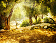 Olive Trees