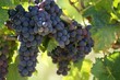 Italienische rote Weintrauben bei der Weinernte Italienische rote Weintrauben bei der Weinernte