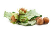 Foto: branch with hazelnuts - ramo con nocciole branch with hazelnuts - ramo con nocciole