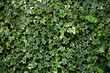Green leaves wall