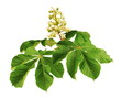 fleur de marronnier
