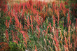 Foto: Nature Nature