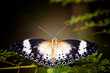 Foto: butterfly butterfly