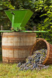 Grapes in a basket including wine barrel, a vintage crusher