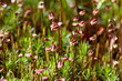 Foto: Sporophytes of Polytrichum moss Sporophytes of Polytrichum moss