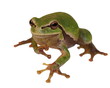 European tree frog  isolated on white,  Hyla arborea