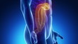 Male scan COLON anatomy in blue x-ray loop