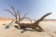 Toter Baum in der Wüste, Namibia Toter Baum in der Wüste, Namibia