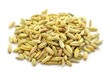 Fenchel