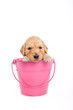 Puppy in bucket