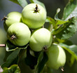 Apples on a branch