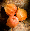 Physalis