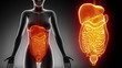 Female ABDOMINAL organs details in black x-ray loop