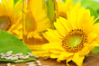 Sonnenblumenöl