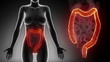 Female COLON anatomy details black x-ray loop