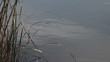 pond with reeds