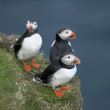 Atlantic Puffin or Common Puffin, Fratercula arctica, on Mykines Atlantic Puffin or Common Puffin, Fratercula arctica, on Mykines
