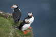 Atlantic Puffin or Common Puffin, Fratercula arctica, on Mykines Atlantic Puffin or Common Puffin, Fratercula arctica, on Mykines