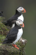 Atlantic Puffin or Common Puffin, Fratercula arctica, on Mykines Atlantic Puffin or Common Puffin, Fratercula arctica, on Mykines