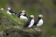 Atlantic Puffin or Common Puffin, Fratercula arctica, on Mykines Atlantic Puffin or Common Puffin, Fratercula arctica, on Mykines