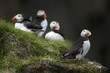 Atlantic Puffin or Common Puffin, Fratercula arctica, on Mykines Atlantic Puffin or Common Puffin, Fratercula arctica, on Mykines