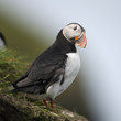 Atlantic Puffin or Common Puffin, Fratercula arctica, on Mykines Atlantic Puffin or Common Puffin, Fratercula arctica, on Mykines