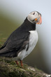 Atlantic Puffin or Common Puffin, Fratercula arctica, on Mykines Atlantic Puffin or Common Puffin, Fratercula arctica, on Mykines