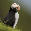 Atlantic Puffin or Common Puffin, Fratercula arctica, on Mykines Atlantic Puffin or Common Puffin, Fratercula arctica, on Mykines