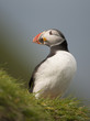 Atlantic Puffin or Common Puffin, Fratercula arctica, on Mykines Atlantic Puffin or Common Puffin, Fratercula arctica, on Mykines