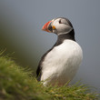 Atlantic Puffin or Common Puffin, Fratercula arctica, on Mykines Atlantic Puffin or Common Puffin, Fratercula arctica, on Mykines