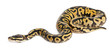 Female Pastel calico Python, Royal python or ball python